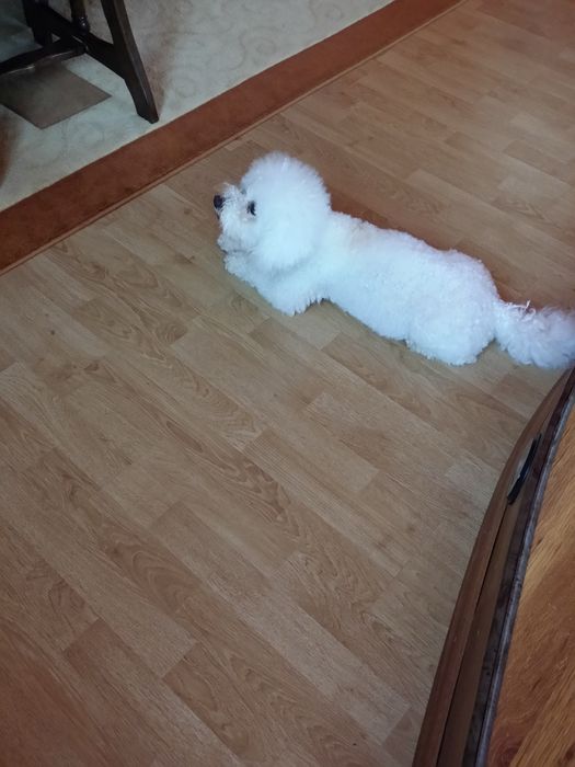 Toaletaj canin talie mica