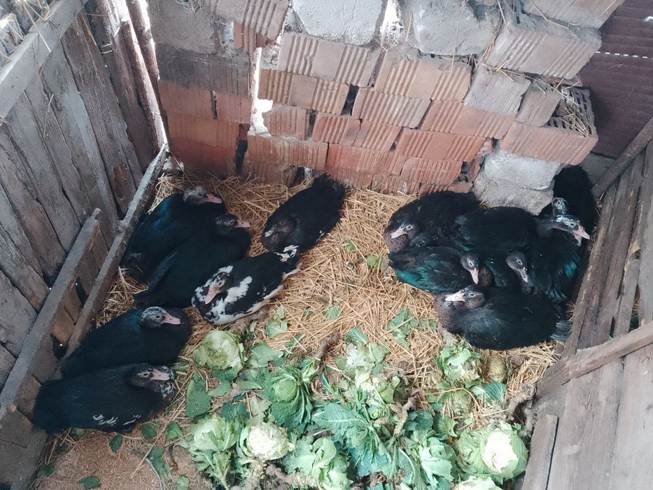 Vând Rațe Măcănitoare Românești Și Rațe Mute