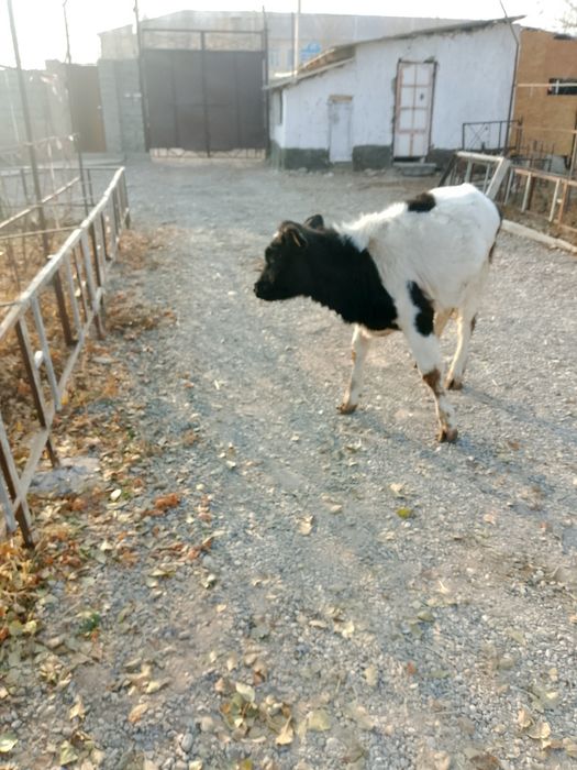 Тана 7-8 айлық сатылады