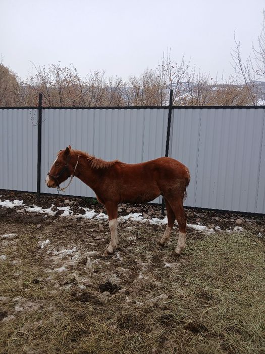 Палтарашка 1,5 жас