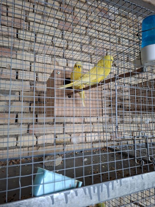 4 пара таёр андуфка спингиллар сотилади