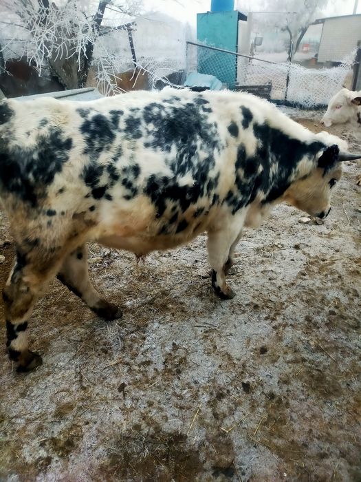 Продам полторашку быка