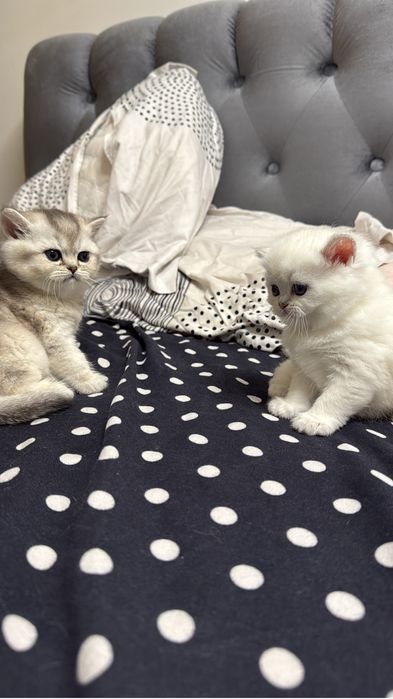 De vanzare British chinchila silver cu british golden