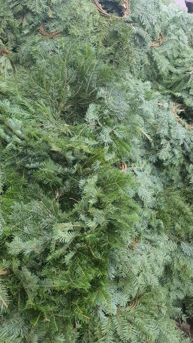 Coronițe din brad natural