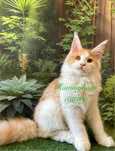 Felisa autorizata WCF, vinde pisoi cu pedigree rasa Maine coon