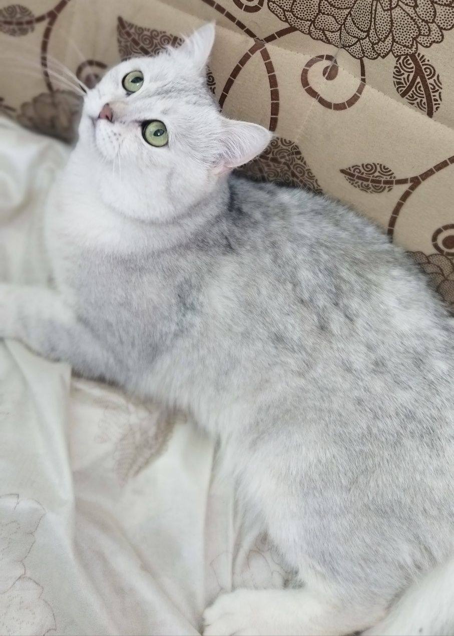 Вязка красивого кота!