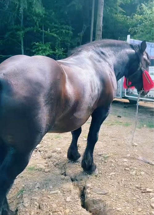 Vând armăsar murg sau schimb cu o iepușoară murgă