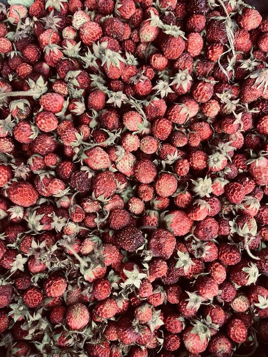 Разсада ягоди сорт Fragaria moschata