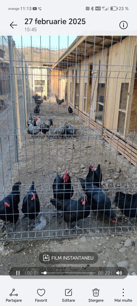 Ouă pentru  incubat : Australorp negru Wyandotte argintiu și Marans