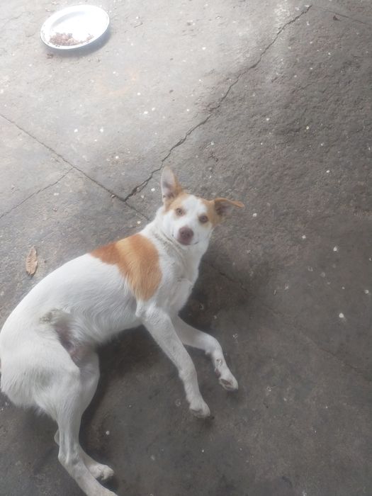 Продаю красавца, Дэни .с красивым голосом,.