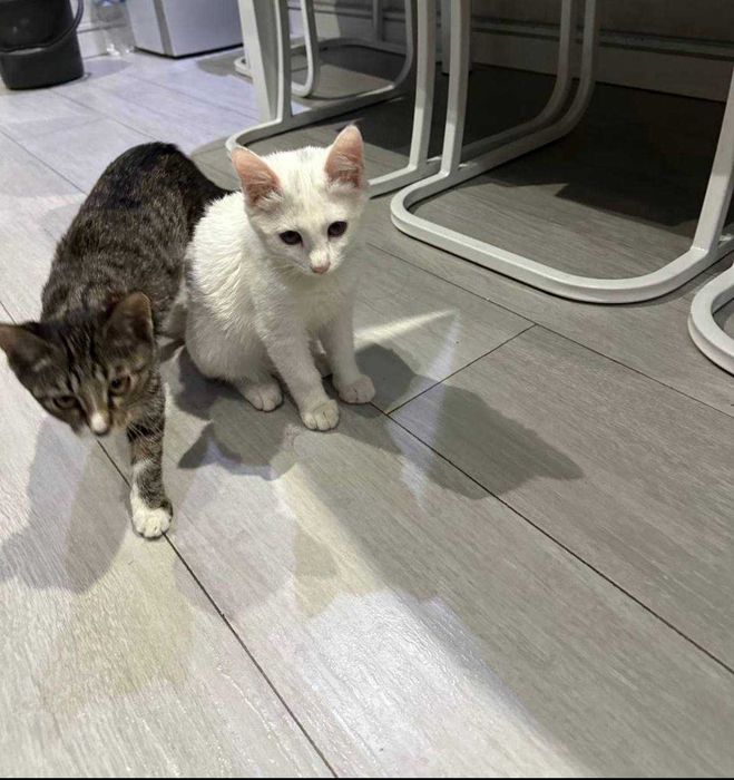 Отдам котят бесплатно