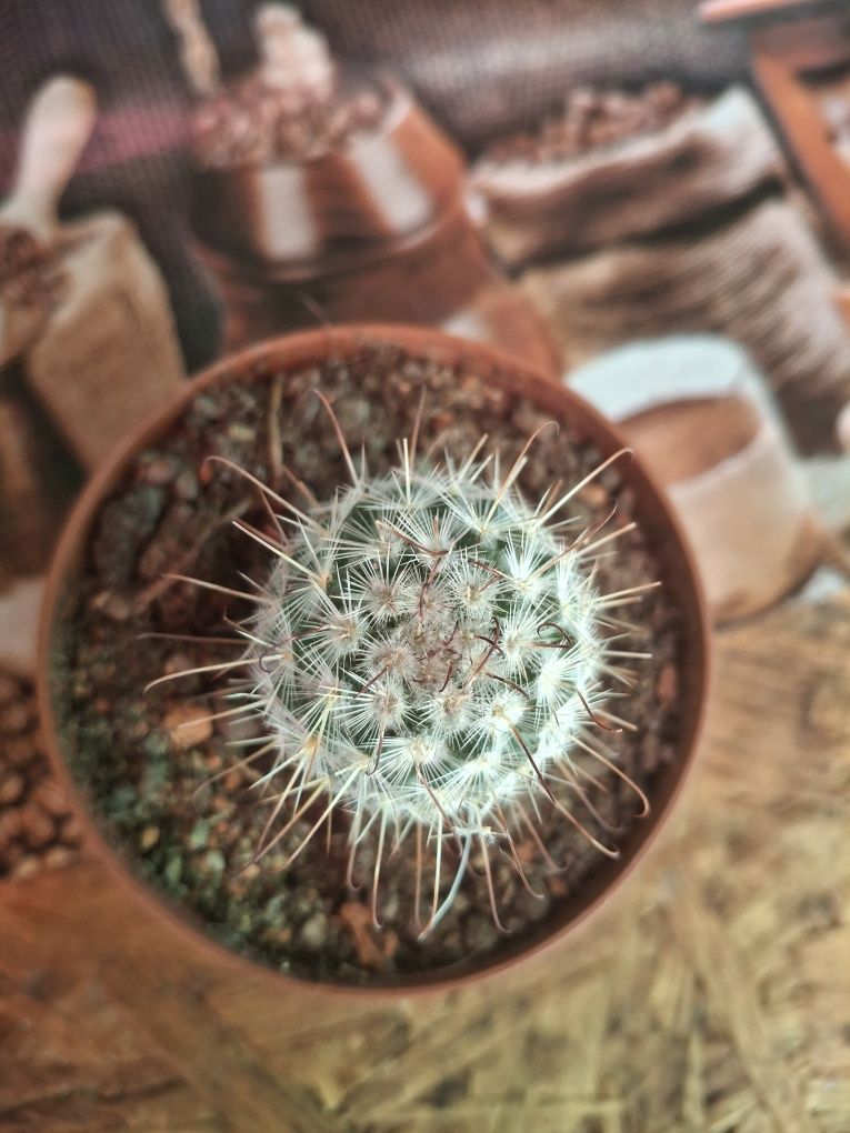 Vand pui de cactusi .10 lei bucata.