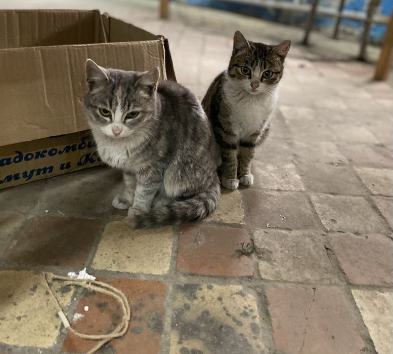 Отдаем пару кошек в добрые руки
