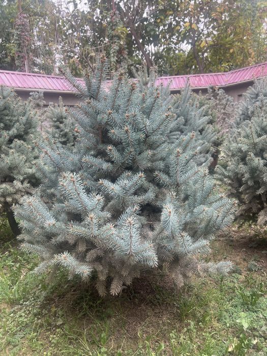 Galubaya el oʻzimizda katda booʻlgan