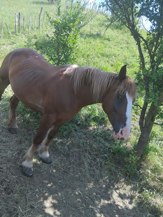 Iapa de vânzare in variata de 6 ani