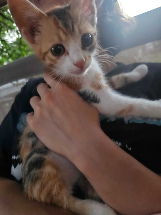 Urgent - adoptie motani Bucuresti