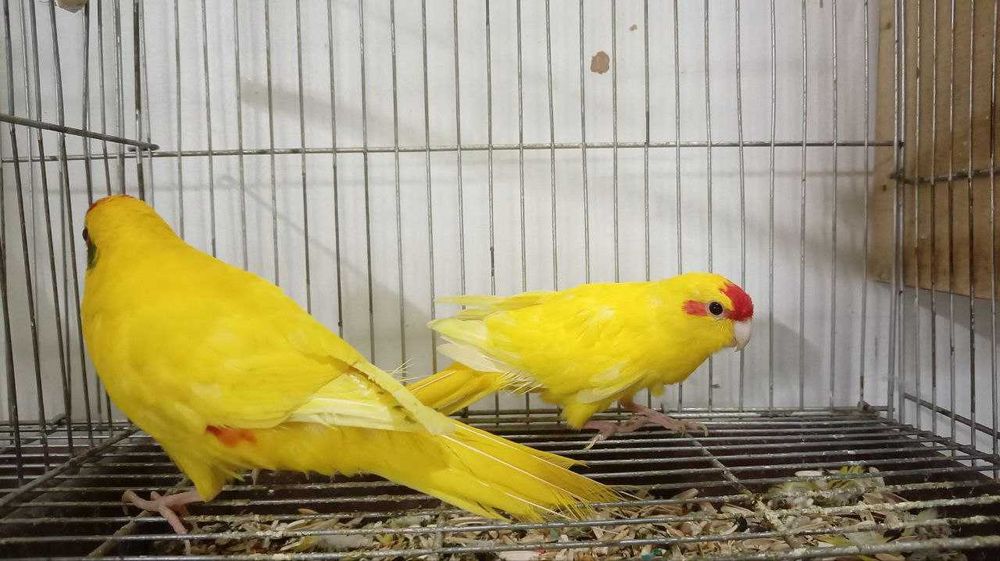 Какарики Пара 2 года