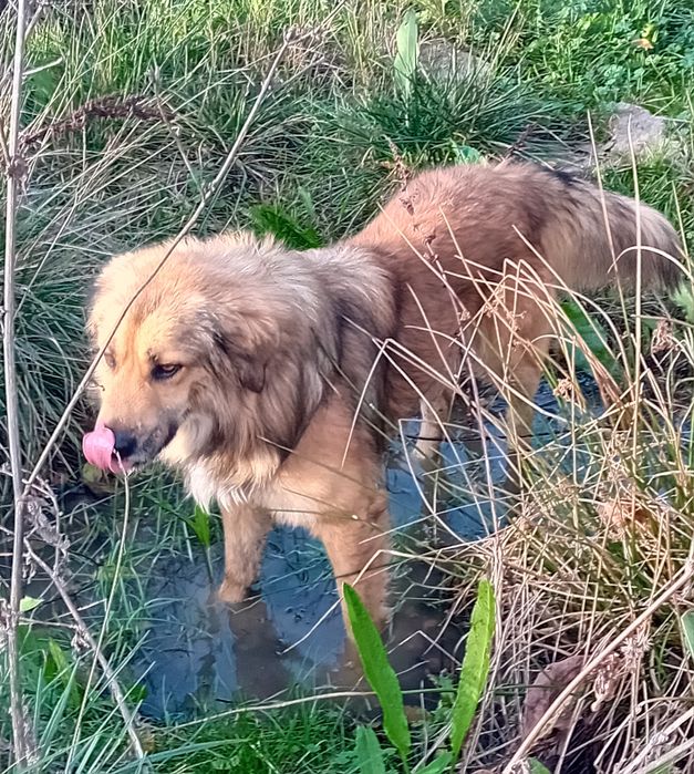 СПЕШНО! Подаряваме две кучета
