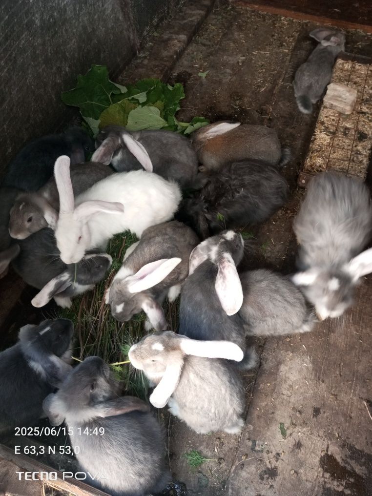Продам замечательных, милых и добрых крольчат!