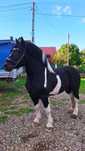 De vânzare armăsar special. Accept și variante
