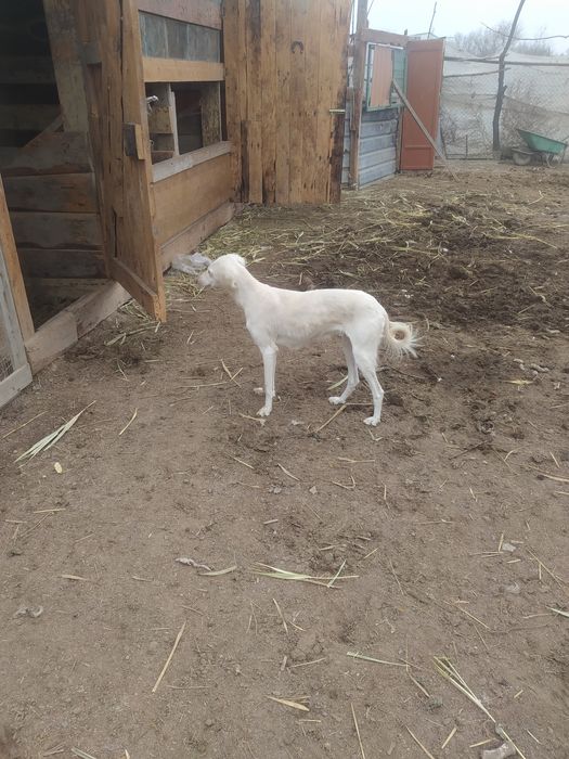 Продам тазы топ.