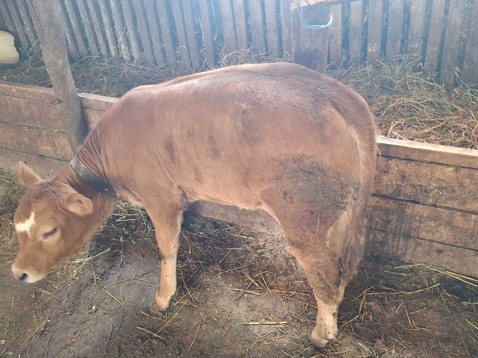 Vând viței si vitică