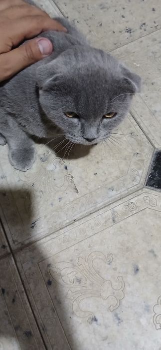 Scotish fold õg'il bola