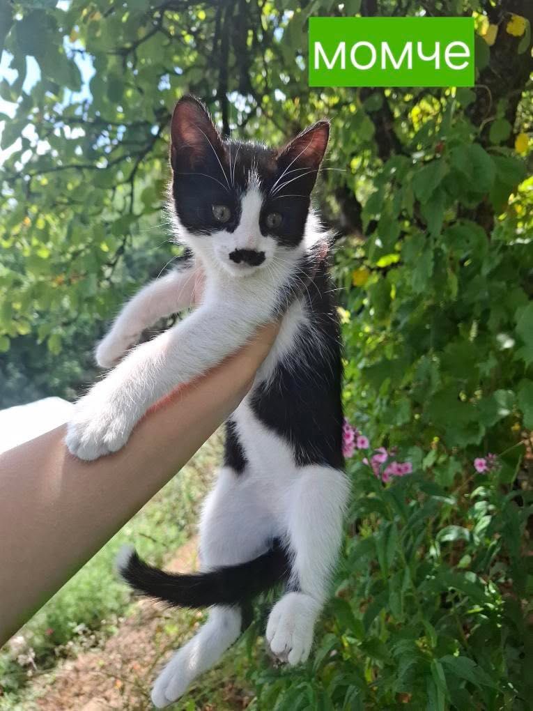 Подарявам котенца