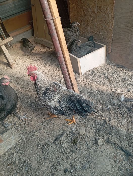 Продам петуха 5000