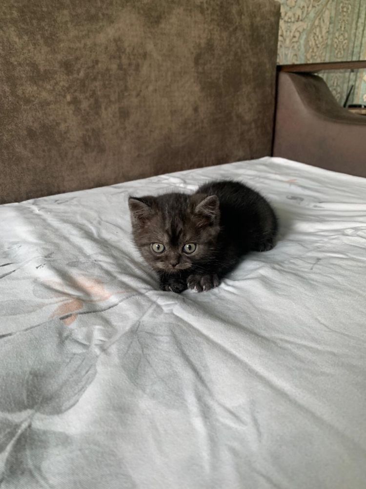 Дарю котенка скоттиш страйт