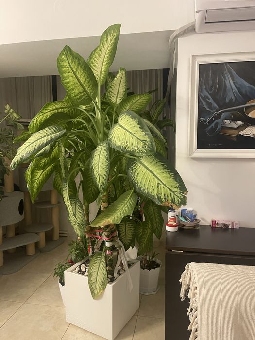 Flaore de camera/receptie Dieffenbachia