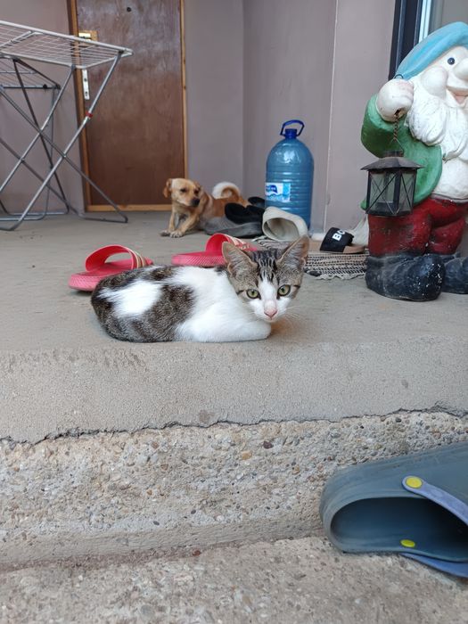 ofer spre adoptie 5 pisicuti (pisoi\pisica/motan)