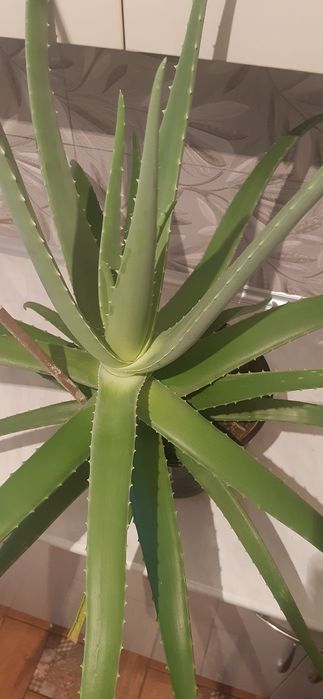 АЛОЭ-ВЕРА без горшка