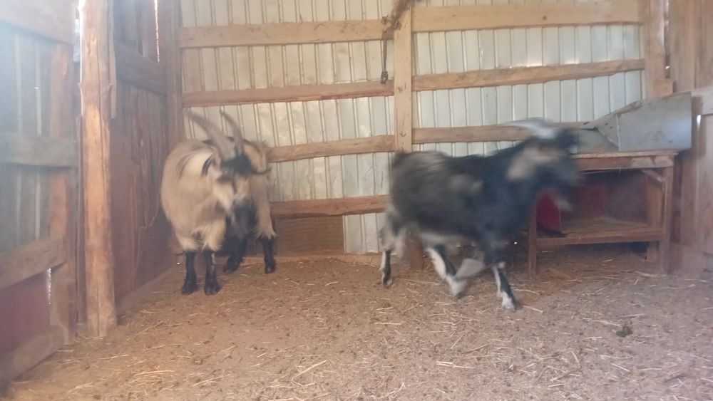 2 серке 1 жас пен 2 жас