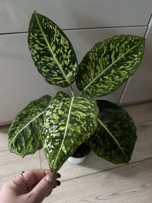 Диффенбахия Рефлектор