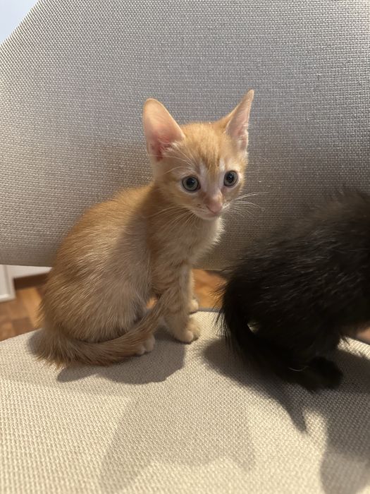 Adoptie pui pisica nascuti pe 17 august. (Voluntari + Bucuresti]