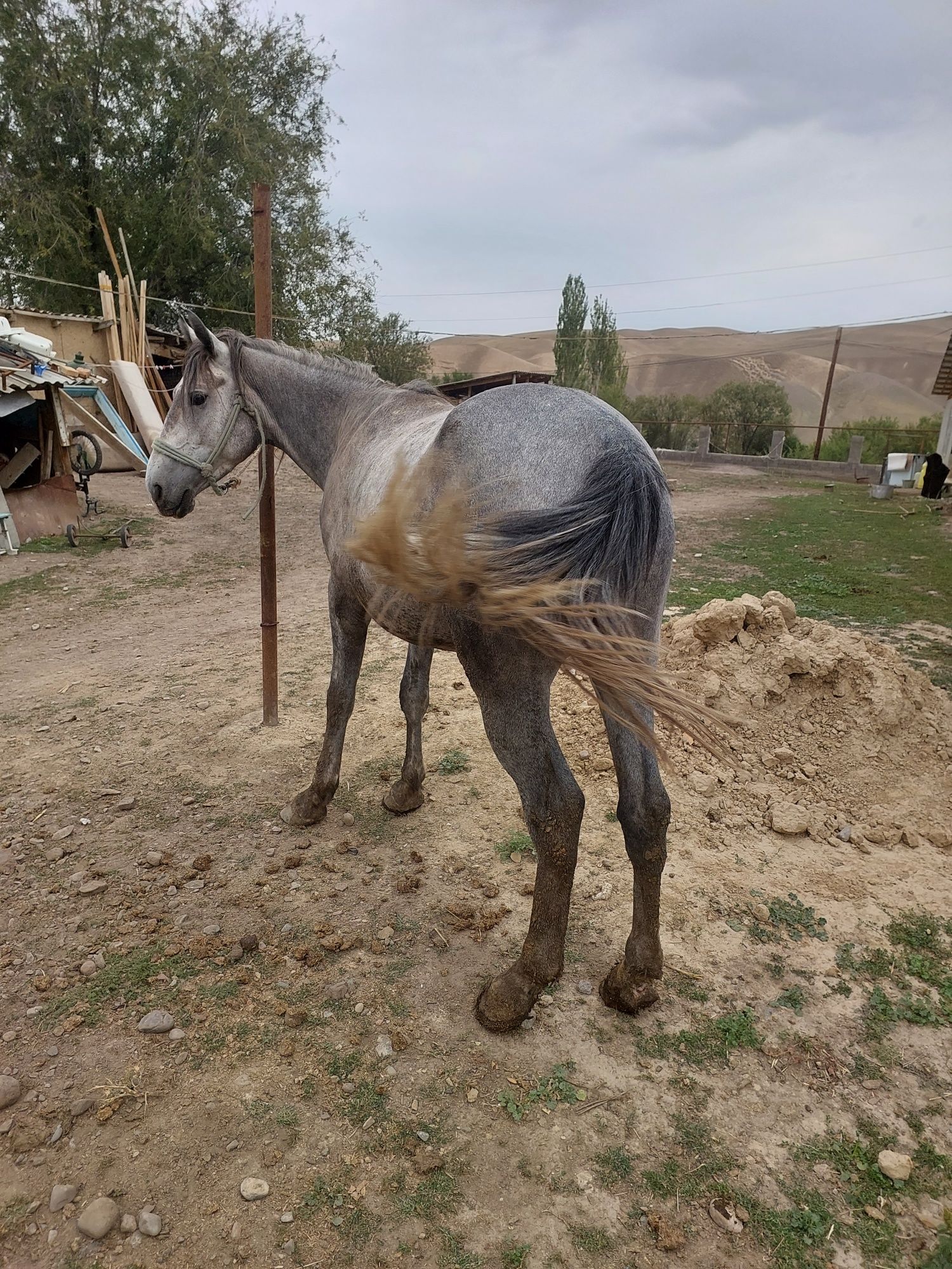 Баиланған жылкы сатылады