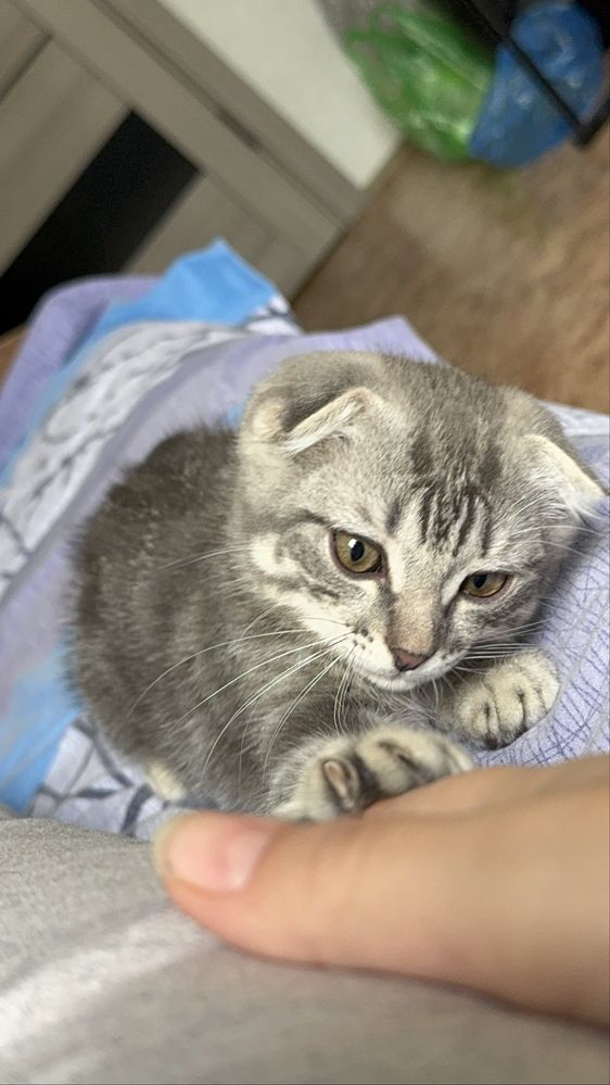 Кот пародистый веслоухий