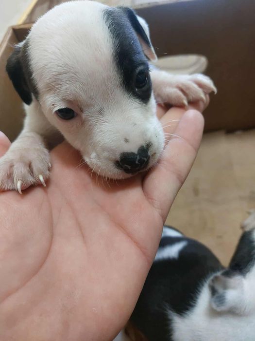 Малки питбулчета