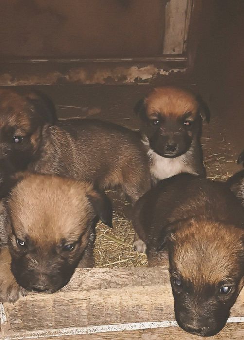 Belgiya afcharkasi ,,malinua " bolalari