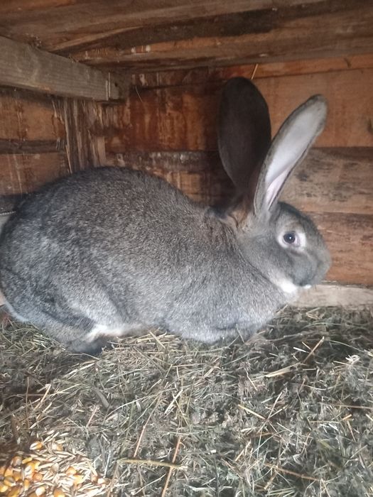 Iepurite uriaș german