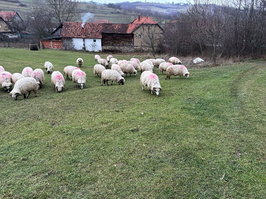 Oi de vanzare !!
