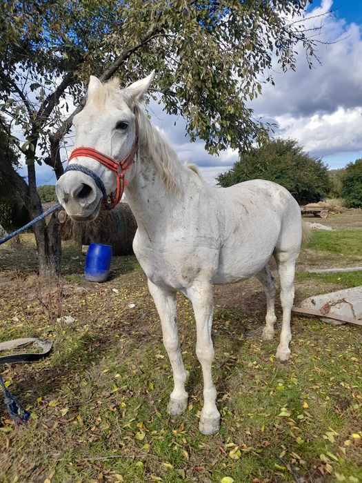 Vând iapa blândă