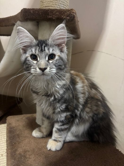 Котенца Мейн Куун