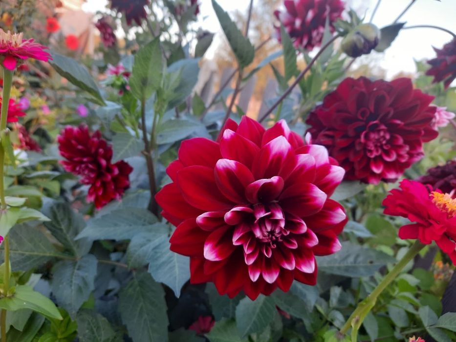 Продам семена цветов