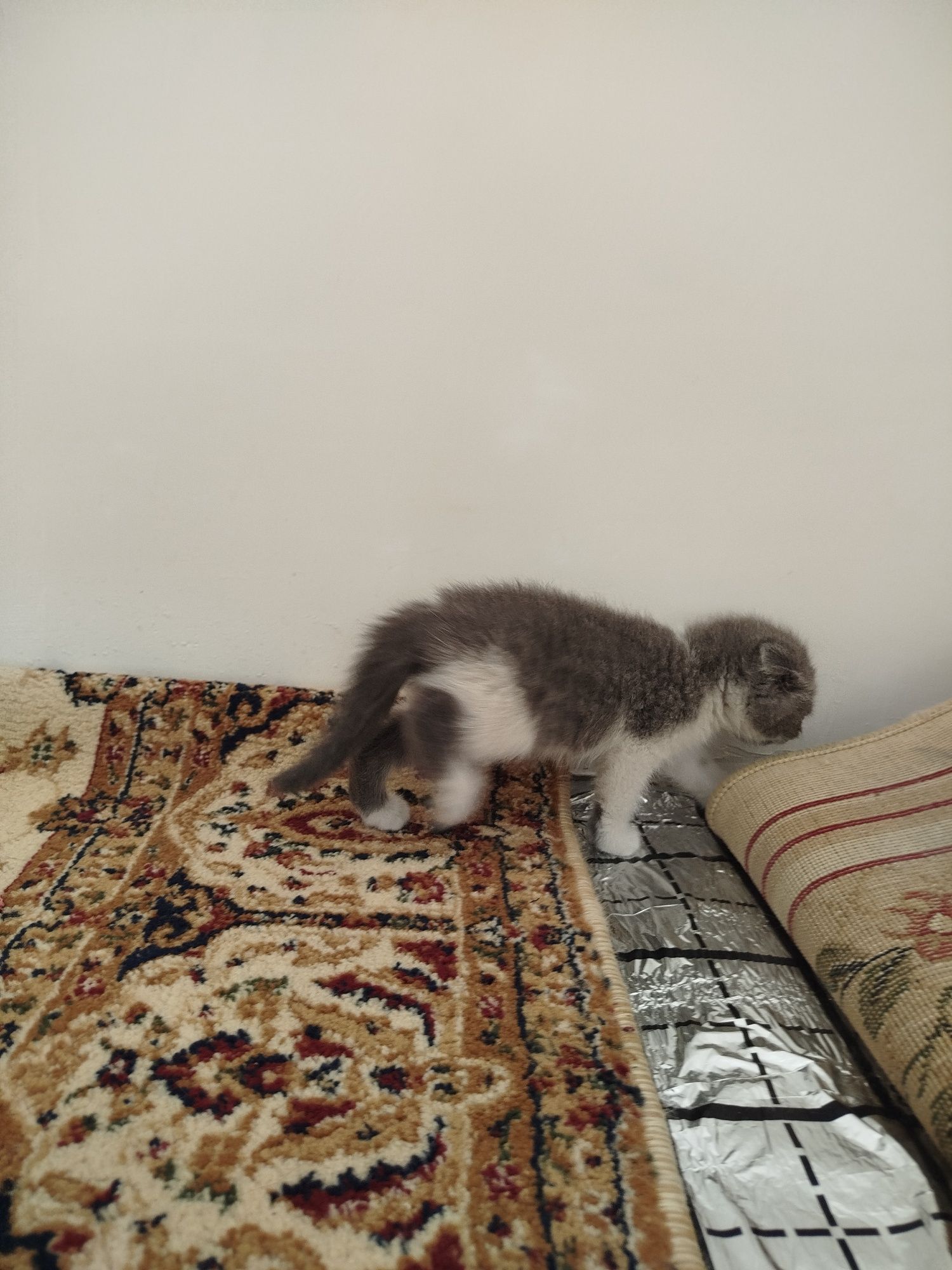 Zotli mushuk bolasi srochna sotiladi