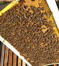Продам пчелопакеты пчёлы