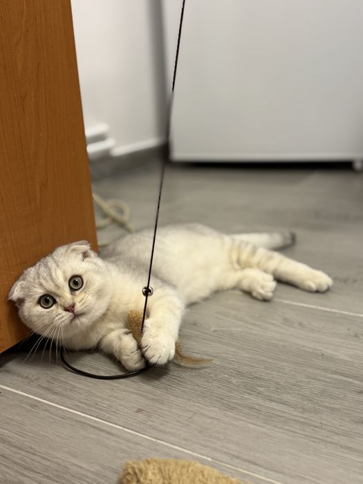 Scottish fold baietel