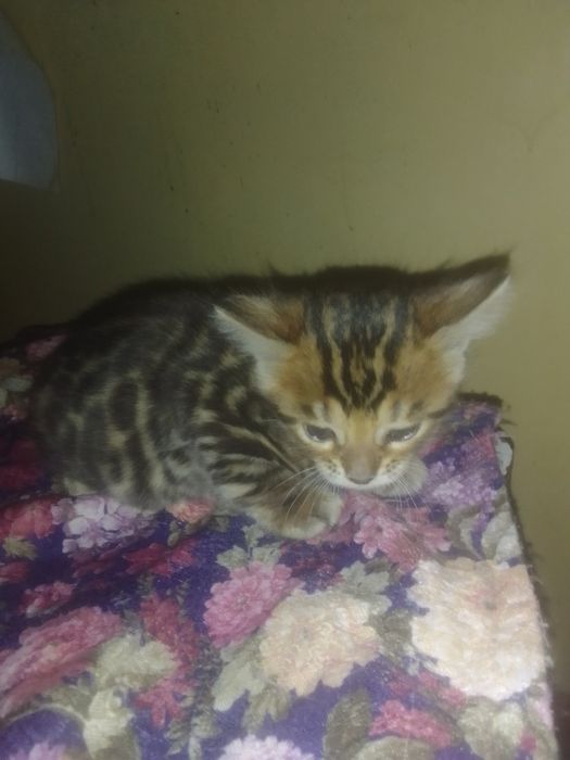 Бенгальские чистокровные котята.