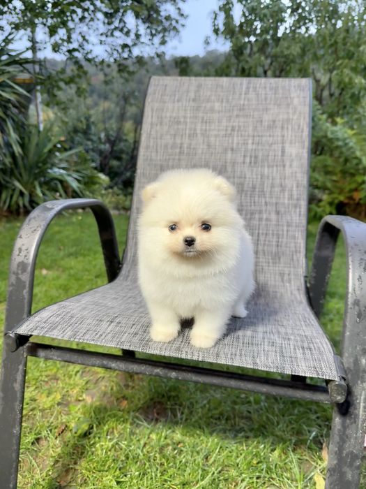 Померан мини момче. Померанче